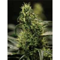 Read Ice cannabis seeds Reviews